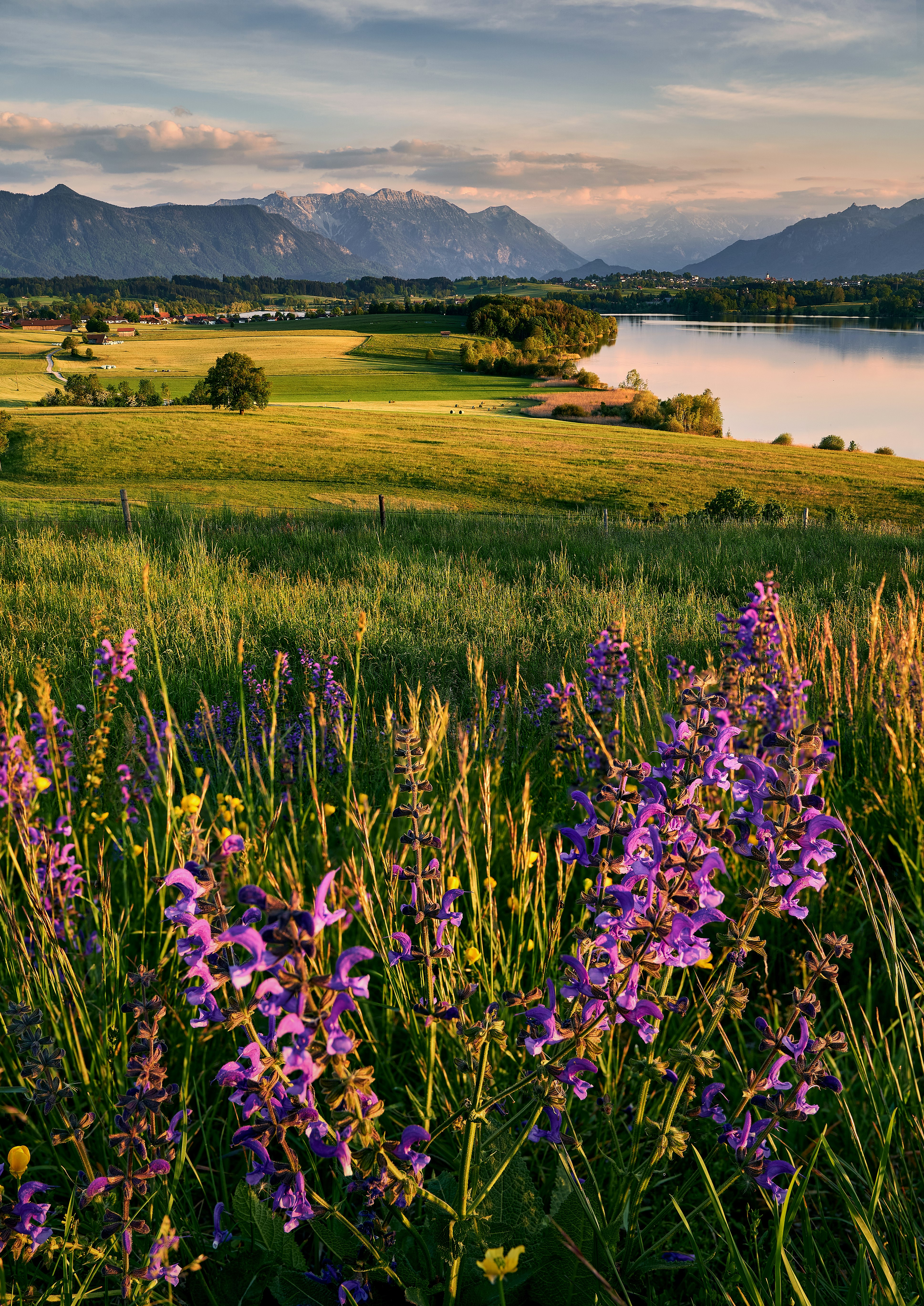 purple flower field near lake during daytime
